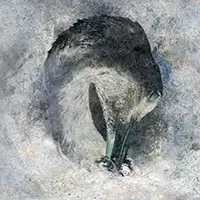 Suma - Ashes album cover