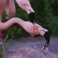 Without Waves - Comedian album cover
